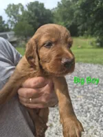 Big Boy, a male Irish Setter for sale in Grand Rivers, KY – 2 of 10