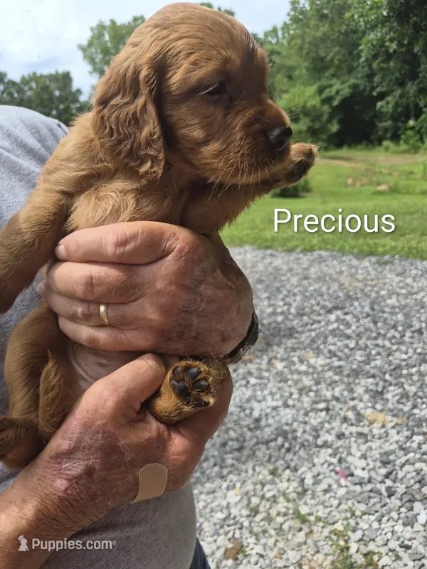 Precious – Irish Setter puppy for sale in Grand Rivers, KY