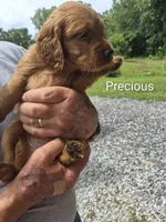 Precious, a female Irish Setter for sale in Grand Rivers, KY – 1 of 5
