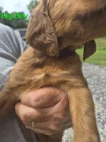 Big Boy, a male Irish Setter for sale in Grand Rivers, KY – 5 of 10