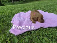 Precious, a female Irish Setter for sale in Grand Rivers, KY – 3 of 5