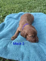 Mack 2, a male Irish Setter for sale in Grand Rivers, KY – 6 of 7