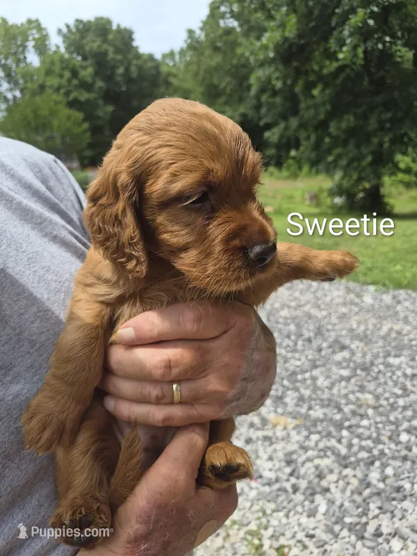 Sweetie – Irish Setter puppy for sale in Grand Rivers, KY