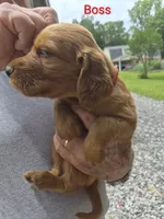 Boss, a female Irish Setter for sale in Grand Rivers, KY – 5 of 10