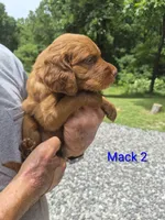 Mack 2, a male Irish Setter for sale in Grand Rivers, KY – 3 of 7