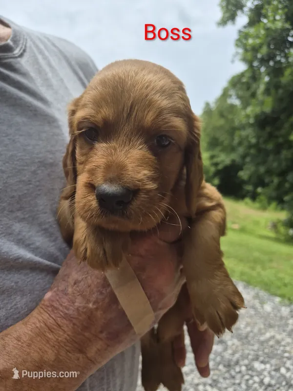 Boss – Irish Setter puppy for sale in Grand Rivers, KY