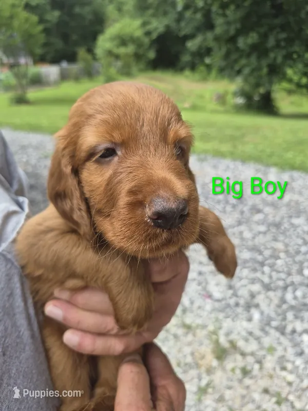 Big Boy – Irish Setter puppy for sale in Grand Rivers, KY
