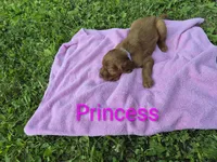 Princess, a female Irish Setter for sale in Grand Rivers, KY – 9 of 9