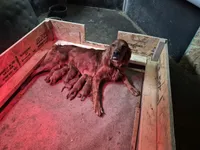Precious, a female Irish Setter for sale in Grand Rivers, KY – 4 of 5