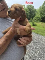 Boss, a female Irish Setter for sale in Grand Rivers, KY – 6 of 10