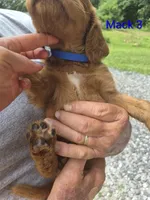 Mack 3, a male Irish Setter for sale in Grand Rivers, KY – 3 of 5
