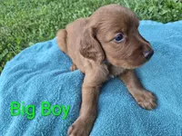 Big Boy, a male Irish Setter for sale in Grand Rivers, KY – 9 of 10