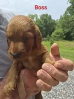 Boss, a female Irish Setter for sale in Grand Rivers, KY – 4 of 10