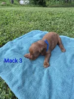 Mack 3, a male Irish Setter for sale in Grand Rivers, KY – 5 of 5
