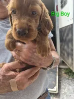 Big Boy, a male Irish Setter for sale in Grand Rivers, KY – 4 of 10
