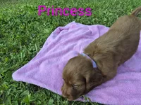 Princess, a female Irish Setter for sale in Grand Rivers, KY – 4 of 9