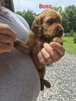 Boss, a female Irish Setter for sale in Grand Rivers, KY – 2 of 10