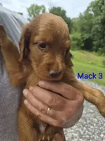 Mack 3, a male Irish Setter for sale in Grand Rivers, KY – 2 of 5