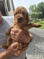Sweetie, a female Irish Setter for sale in Grand Rivers, KY – 3 of 5