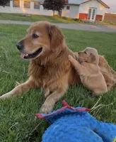 Tan , a female Golden Retriever for sale in Pulaski, WI – 3 of 3