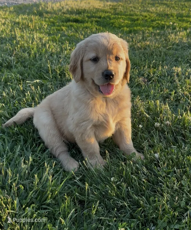 Pink collar  – Golden Retriever puppy for sale in Pulaski, WI