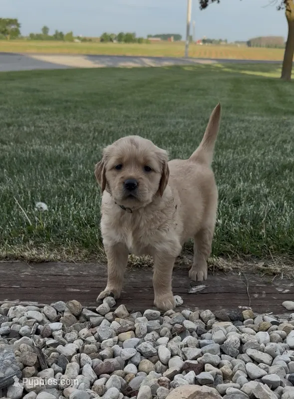 Tan Collar – Golden Retriever puppy for sale in Pulaski, WI