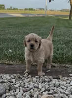 Tan Collar, a female Golden Retriever for sale in Pulaski, WI – 1 of 5