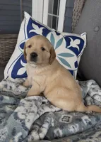 Teal, a female Golden Retriever for sale in Pulaski, WI – 2 of 3