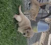 Yellow collar, a female Golden Retriever for sale in Pulaski, WI – 2 of 2
