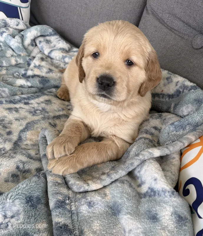 Teal – Golden Retriever puppy for sale in Pulaski, WI