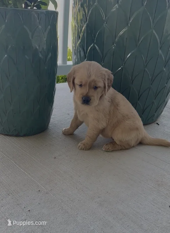 Pink collar  – Golden Retriever puppy for sale in Pulaski, WI