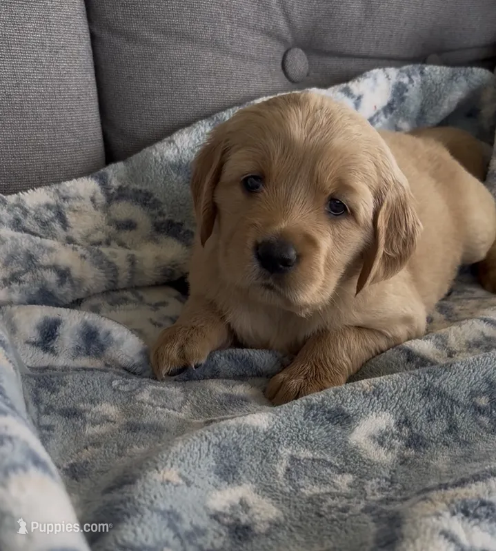 Purple collar  – Golden Retriever puppy for sale in Pulaski, WI