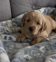 Purple collar , a female Golden Retriever for sale in Pulaski, WI – 1 of 3