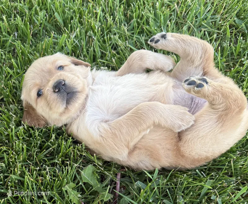 Tan  – Golden Retriever puppy for sale in Pulaski, WI