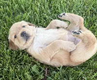 Tan , a female Golden Retriever for sale in Pulaski, WI – 1 of 3