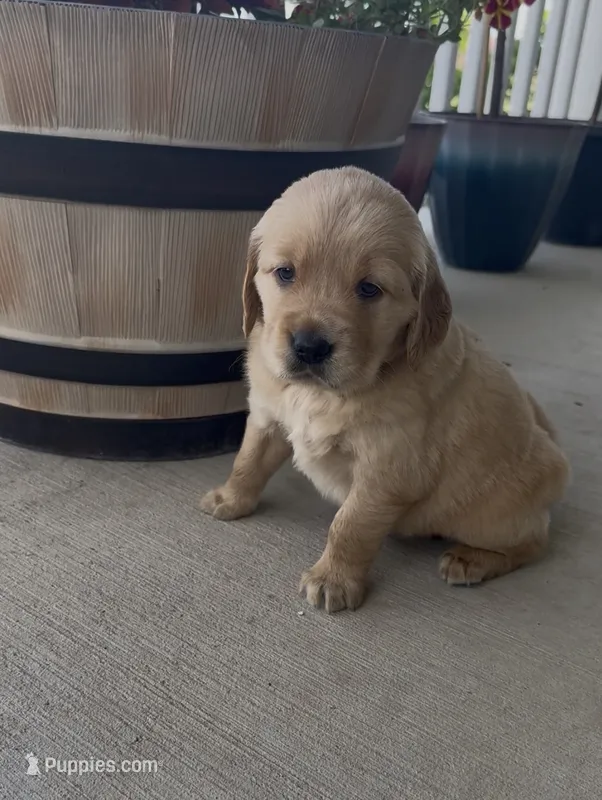 Yellow collar – Golden Retriever puppy for sale in Pulaski, WI