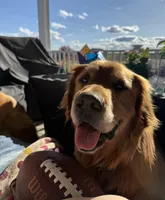 Pink collar , a female Golden Retriever for sale in Pulaski, WI – 4 of 5