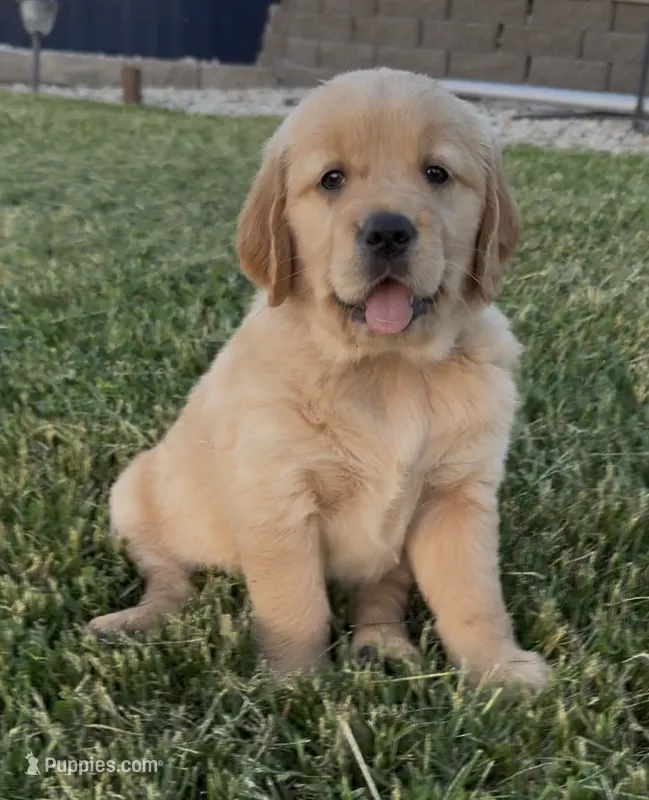 Yellow collar – Golden Retriever puppy for sale in Pulaski, WI