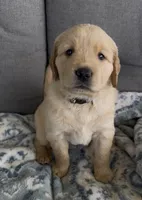 Teal, a female Golden Retriever for sale in Pulaski, WI – 3 of 3