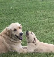 Pink collar , a female Golden Retriever for sale in Pulaski, WI – 3 of 5