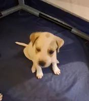 No name , a male American Pit Bull Terrier and Danish-Swedish Farmdog for sale in Darlington, SC – 2 of 7