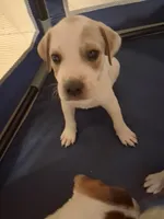 No name , a male American Pit Bull Terrier and Danish-Swedish Farmdog for sale in Darlington, SC – 6 of 7