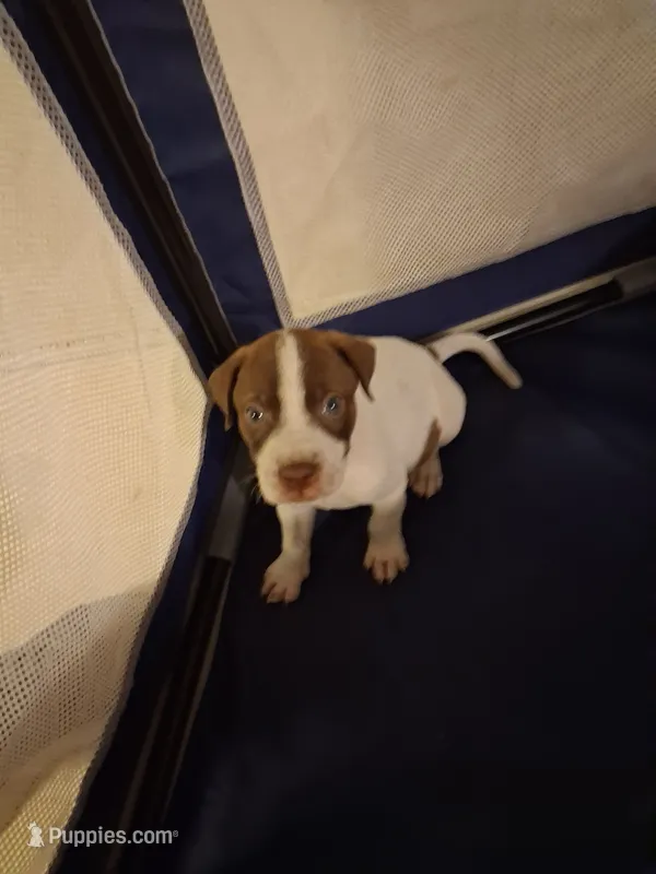 No name  – American Pit Bull Terrier, Danish-Swedish Farmdog puppy for sale in Darlington, SC