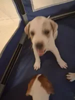No name , a male American Pit Bull Terrier and Danish-Swedish Farmdog for sale in Darlington, SC – 7 of 7