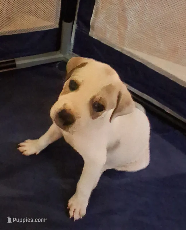 No name  – American Pit Bull Terrier, Danish-Swedish Farmdog puppy for sale in Darlington, SC