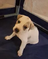 No name , a male American Pit Bull Terrier and Danish-Swedish Farmdog for sale in Darlington, SC – 1 of 7