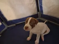 No name , a male American Pit Bull Terrier and Danish-Swedish Farmdog for sale in Darlington, SC – 2 of 4