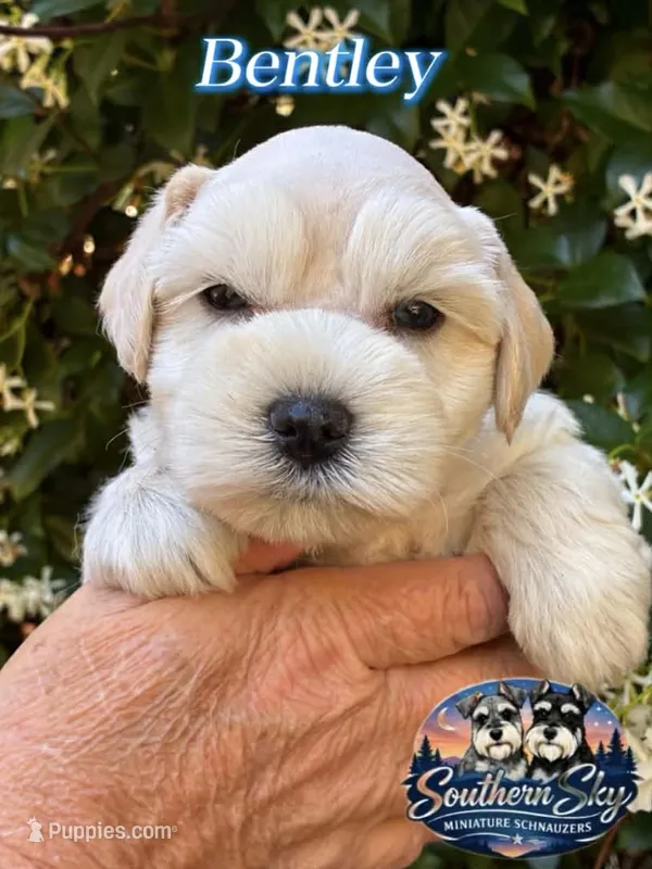  AKC BENTLEY💙 – Miniature Schnauzer puppy for sale in Sylvania, GA