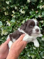 AKC DYLAN 💙, a male Miniature Schnauzer for sale in Sylvania, GA – 4 of 7