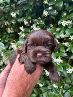 AKC HANNA 💖, a female Miniature Schnauzer for sale in Sylvania, GA – 2 of 4